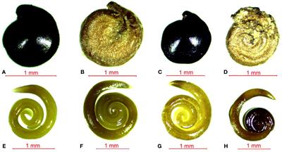 Differences in seed characteristics, germination and seedling growth of Suaeda salsa grown in intertidal zone and on saline inland